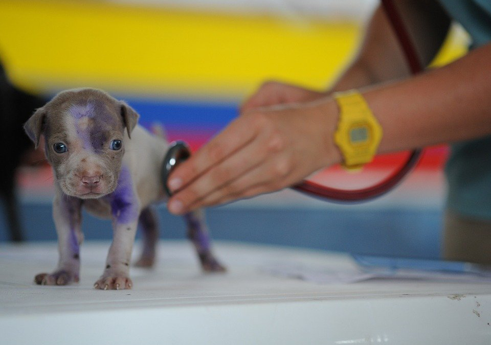 Why You Need To Go Paperless For The Sake Of An Efficient Veterinary Practice