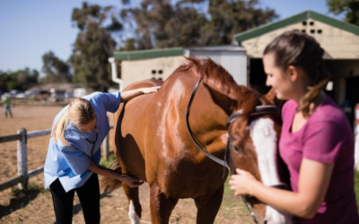 Why is Rural Veterinary Medicine Struggling?