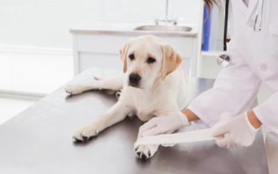 5 Things Your Veterinary Practice Should Do To Thrive