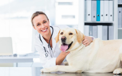 5 Tools You Need to Run Your Veterinary Clinic Smoothly
