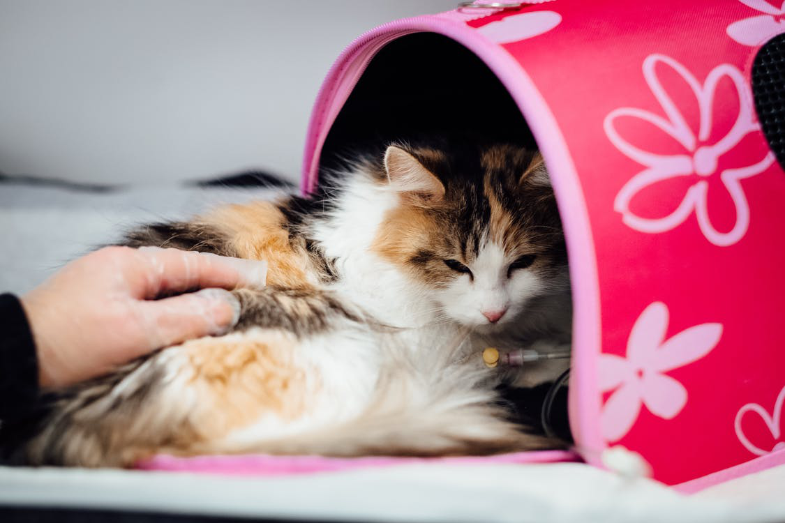 An ailing cat at the vet clinic