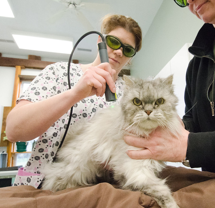 Embracing Digital Technology In Veterinary Practice