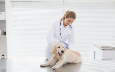 Attracting Millennial Veterinarians to Your Clinic