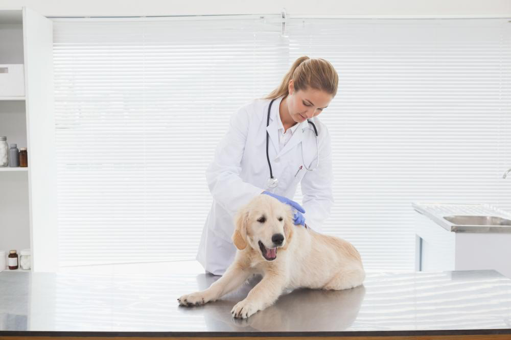 A young vet giving a dog a checkup in a vet’s office