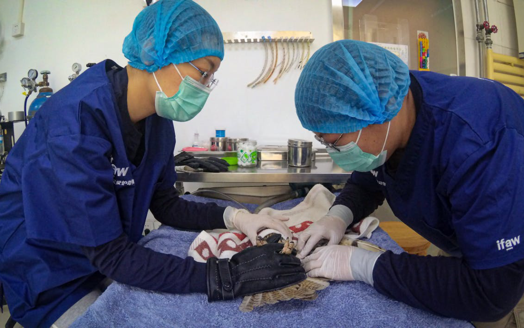 Benefits of Needle-Free Devices in Veterinary Practices