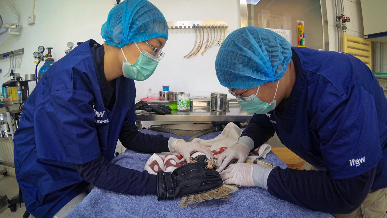 Two veterinarians operating on a bird