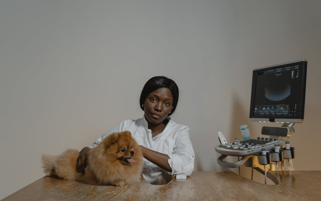 4 Ways to Become A Successful Veterinarian