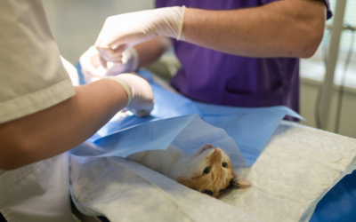 3 Latest Trends in The Veterinarian Industry