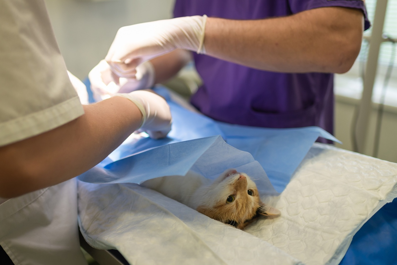 A cat undergoing surgery at a veterinary practice