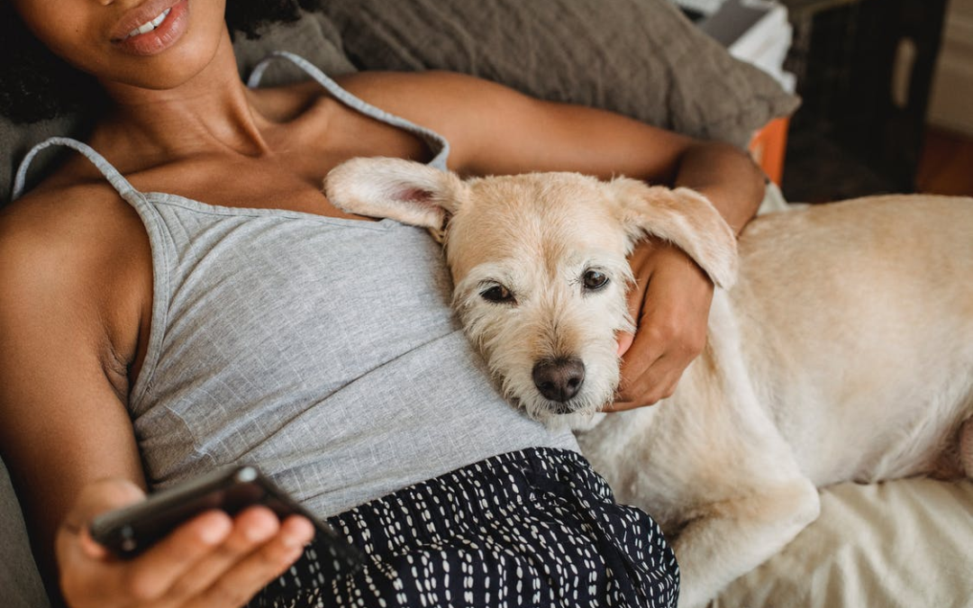 4 Ways to Modernize Your Veterinary Practice