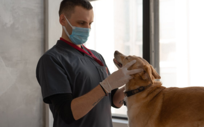 4 Ways Veterinary Software Can Help Reduce Expenses