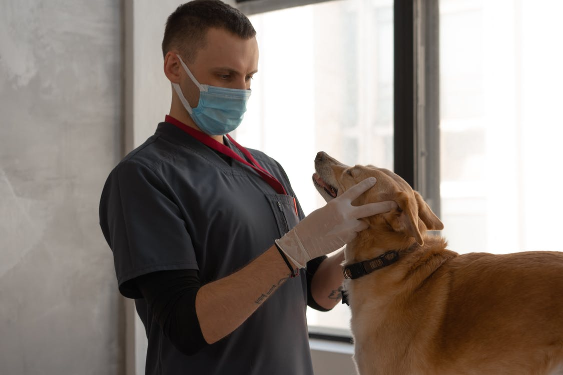 Veterinarian diagnosing a pet dog