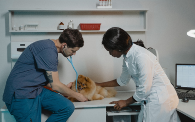 Why Is Client Relationship Management Important for a Veterinary Business in 2021?