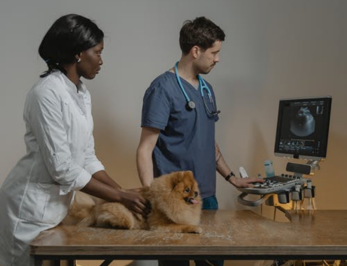 Veteran checking cat’s test results with nurse