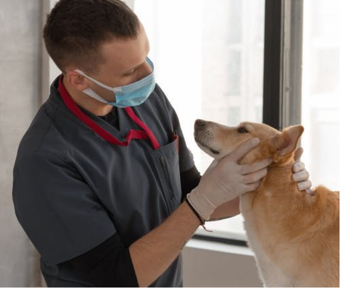 Veteran performing checkup on dog