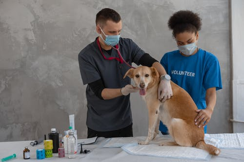 Veterans doing dog’s checkup